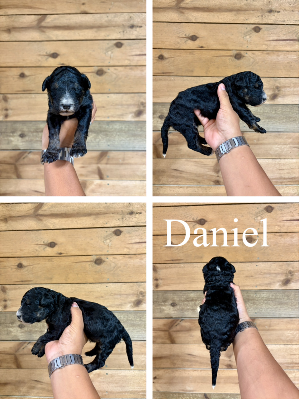 Daniel  1